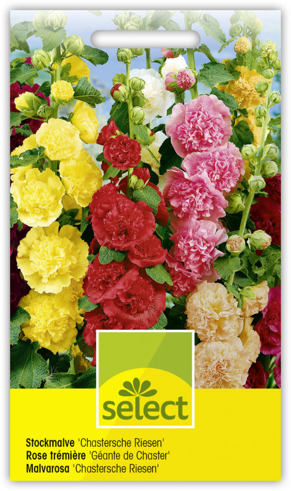 Rose trémière 'Géante de Chaster', double